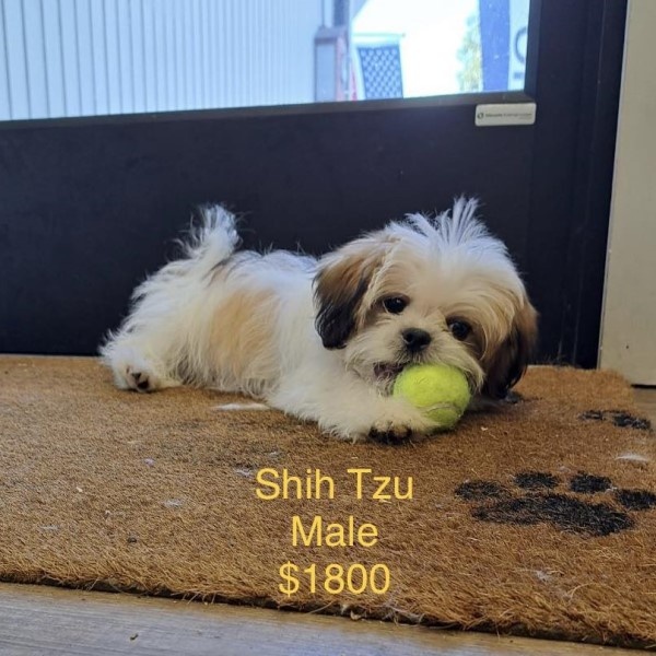puppy image